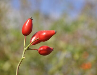 Rosa ‘Canina’ - Hondsroos