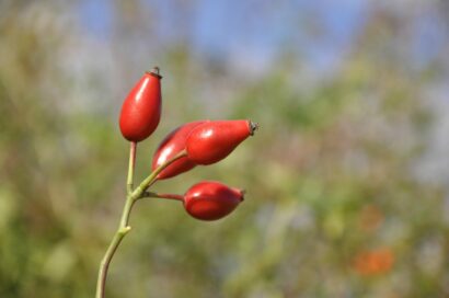 Rosa ‘Canina’ - Hondsroos