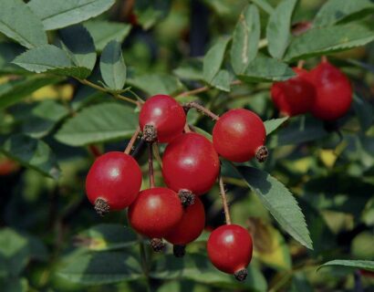 Rosa ‘Glauca’ - struikroos