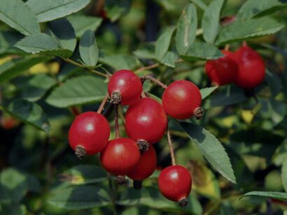 Rosa ‘Glauca’ - struikroos