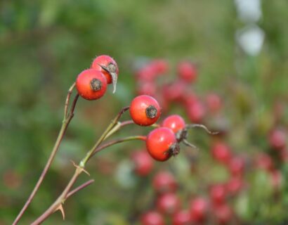 Rosa ‘Nitida’ - wilde roos