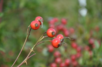 Rosa ‘Nitida’ - wilde roos