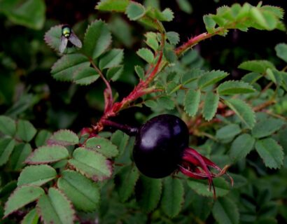 Rosa ‘Pimpinellifolia’ - Duinroos