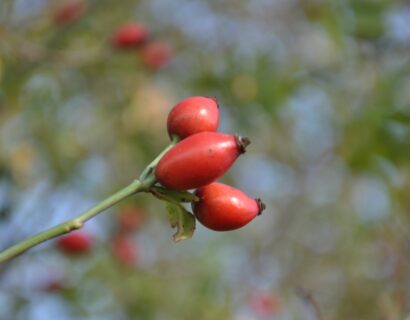 Rosa ‘Rubiginosa’ - egelantierroos