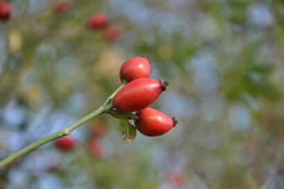 Rosa ‘Rubiginosa’ - egelantierroos