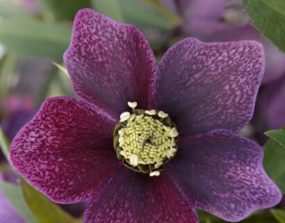 Helleborus viv ‘Eleonora’ - Kerstroos