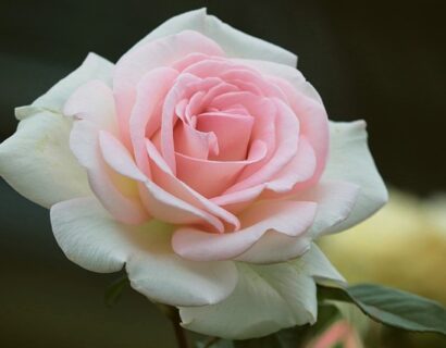 Rosa ‘Aspirinrose’ - bodembedekkende roos