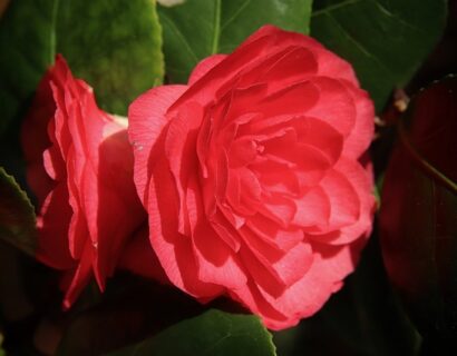 Camellia ‘Curly Lady’ - Camellia