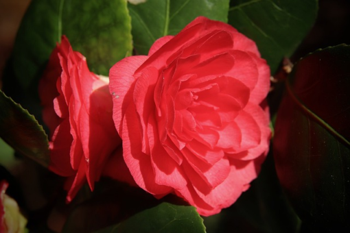 Camellia ‘Curly Lady’ - Camellia