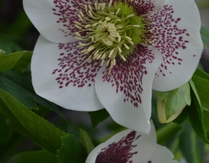 Helleborus Celestina - Kerstroos