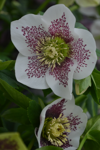 Helleborus Celestina - Kerstroos