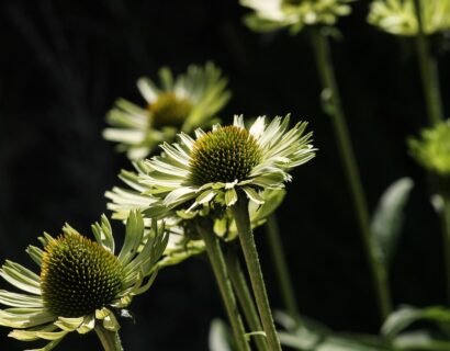 Echinacea ‘Espinosa Green’ - Zonnehoed