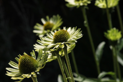 Echinacea ‘Espinosa Green’ - Zonnehoed