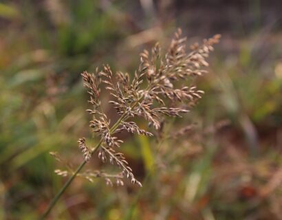 Eragrostis spectablis - Liefdesgras