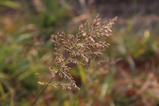 Eragrostis spectablis - Liefdesgras