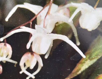 Epimedium grandiflorum ‘White Queen’