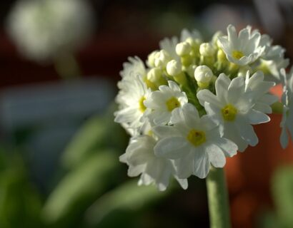 Primula denticulata alba - Kogelprimula