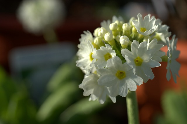 Primula denticulata alba - Kogelprimula