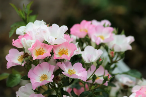 Rosa ‘Salut à Luxembourg’ - Roos