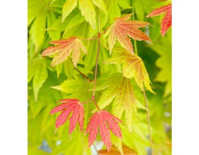 Acer Shirasawanum ‘Moonrise’ - Esdoorn