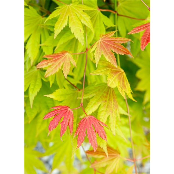 Acer Shirasawanum ‘Moonrise’ - Esdoorn