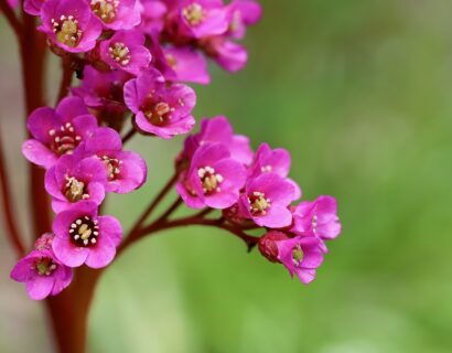 Bergenia cordifolia ‘Rotblum’