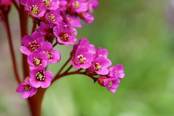 Bergenia cordifolia ‘Rotblum’ - Schoenlappersplant