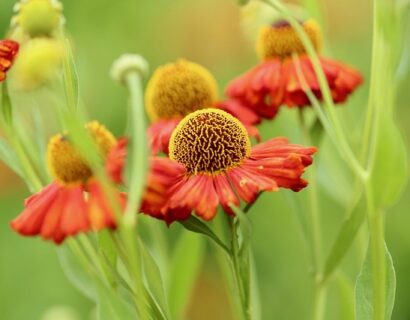 Helenium ‘Rubinzwerg’ - Zonnekruid