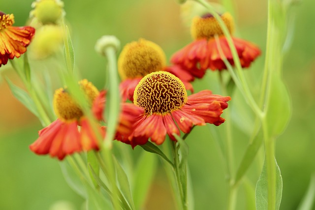 Helenium ‘Rubinzwerg’ - Zonnekruid