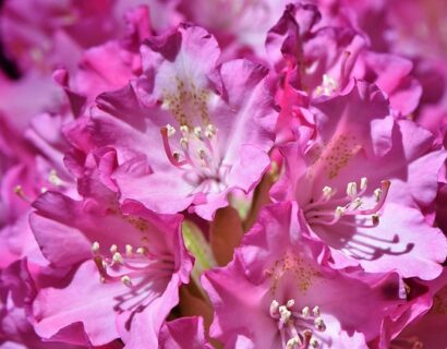 Rhododendron ‘Goldflimmer’ - Rhododendron