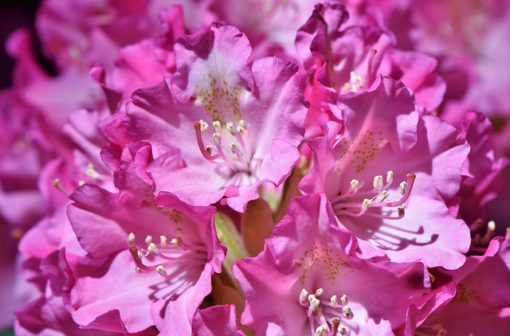 Rhododendron ‘Goldflimmer’ - Rhododendron