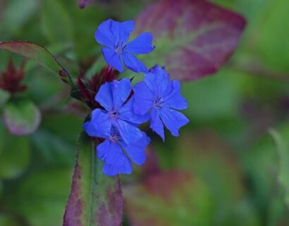 Ceratostigma plumbaginoides ‘Gentian blue’ - Loodkruid