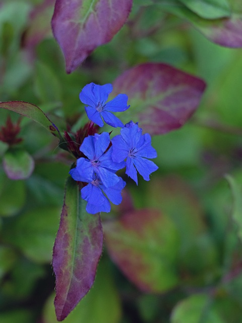 Ceratostigma plumbaginoides ‘Gentian blue’ - Loodkruid