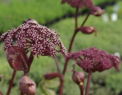 Angelica gigas - rode engelwortel