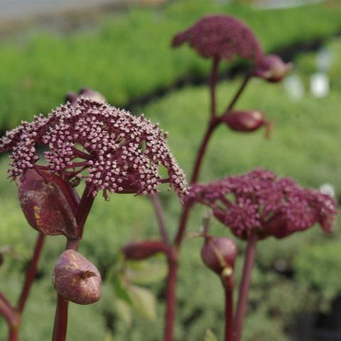 Angelica gigas - rode engelwortel