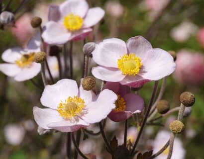 Anemone ‘September Charm’ - Herfstanemoon