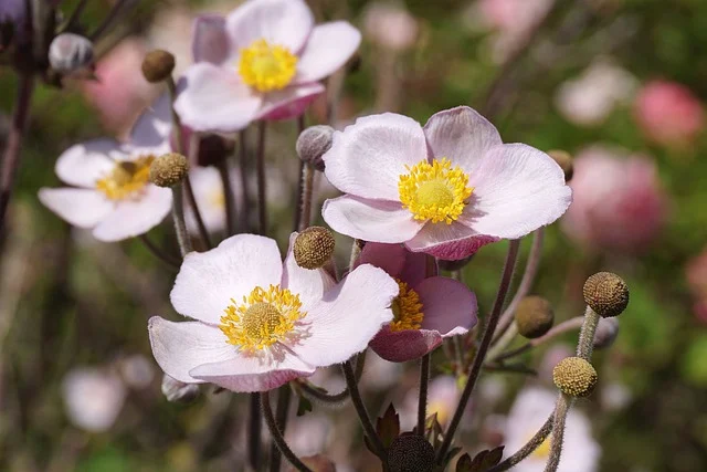 Anemone ‘September Charm’ - Herfstanemoon