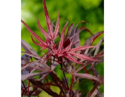 Acer palmatum ‘Pévé Dave’