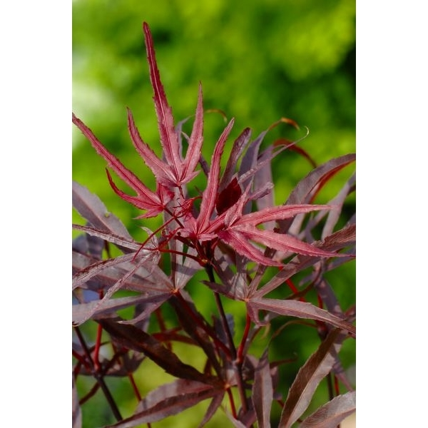 Acer palmatum ‘Pévé Dave’ - Japanse esdoorn