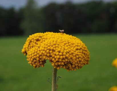 Achillea millefolium Rock yellow - Duizendblad