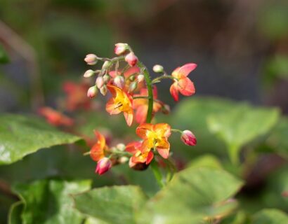 Epimedium ‘Orange Queen’ - Elfenbloem