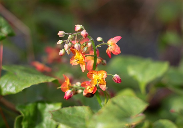 Epimedium ‘Orange Queen’ - Elfenbloem