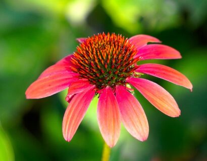 Echinacea ‘Sunmagic Red’ - Zonnehoed