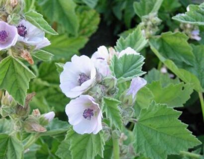 Althaea officinalis - heemst