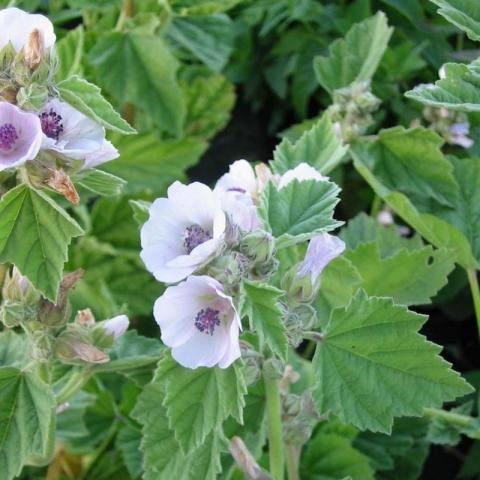 Althaea officinalis - heemst