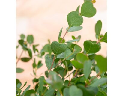 Eucalyptus websteriana ‘botanic hearts’ - Eucalyptus