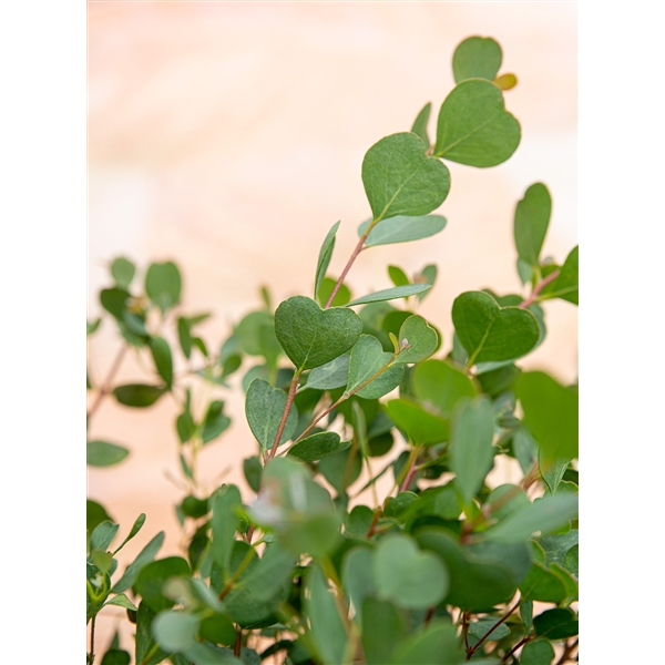 Eucalyptus websteriana ‘botanic hearts’ - Eucalyptus