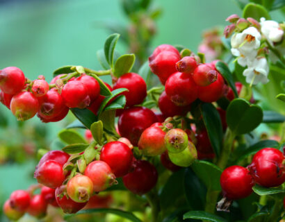 Vaccinium vitis-idaea ‘Red Candy’ - Vossenbes