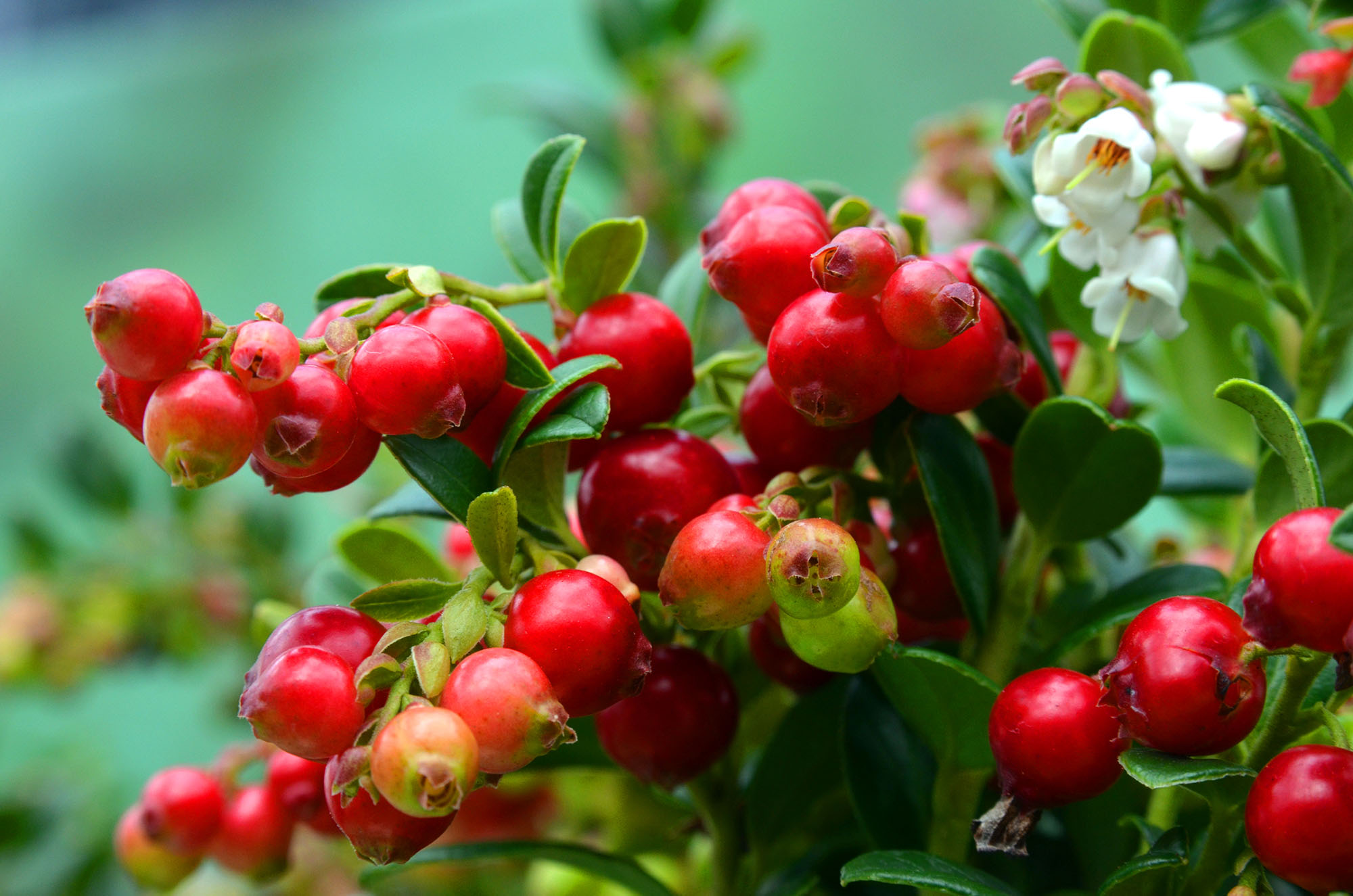 Vaccinium vitis-idaea ‘Red Candy’ - Vossenbes