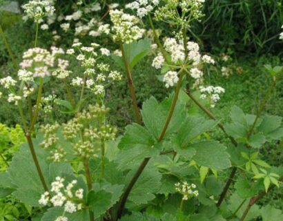 Ligusticum scoticum - Zeelavas